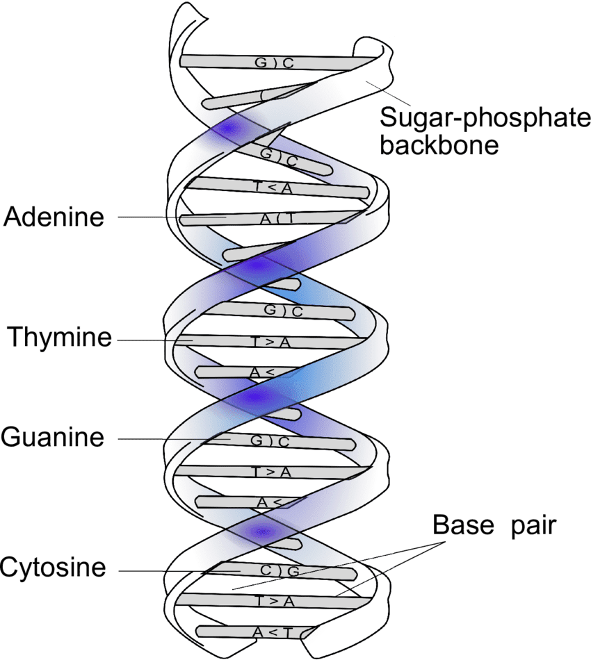 DNA Double Helix Structure showing complementary base pairing, sugar-phosphate backbone, और 3'-5' polarity के साथ labeled diagram