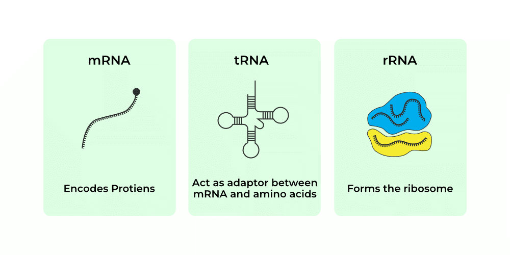 Different types of RNA structures showing mRNA linear structure, tRNA cloverleaf और L-shaped structure, और rRNA complex folding patterns