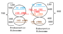 Ribosome structure showing large और small subunits, A, P, E sites के साथ tRNA movement और peptide chain formation की detailed mechanism