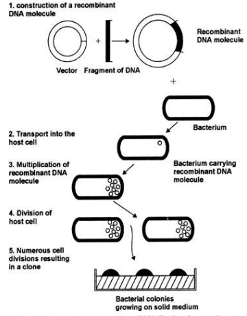 Recombinant DNA technology process showing vector preparation, gene insertion, transformation, और protein expression के steps