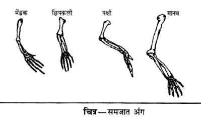 समजात अंग (Homologous Organs) - विभिन्न कशेरुकियों (vertebrates) के अग्रपाद (forelimbs) की तुलना दिखाते हुए समान हड्डी संरचना लेकिन विभिन्न कार्य
