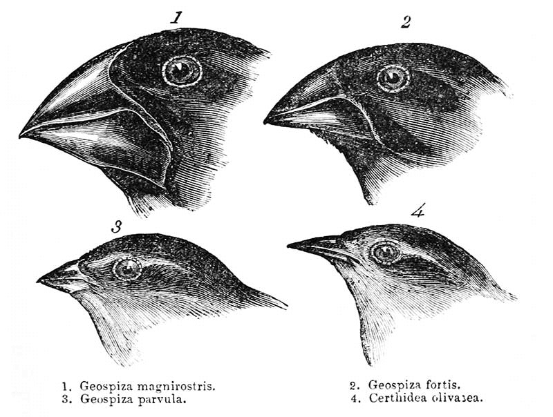 डार्विन के फिंच (Darwin's Finches) - विभिन्न चोंच आकार (beak shapes) और उनके भोजन स्रोतों का संबंध दिखाते हुए