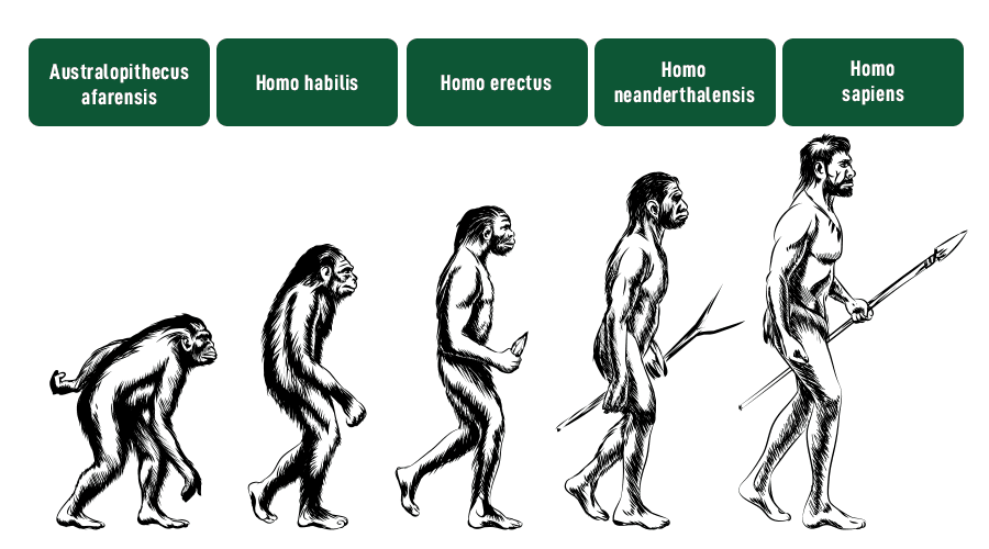 मानव विकास वृक्ष (Human Evolution Tree) - Ardipithecus से Homo sapiens तक की शाखाओं के साथ समयरेखा और मुख्य लक्षण