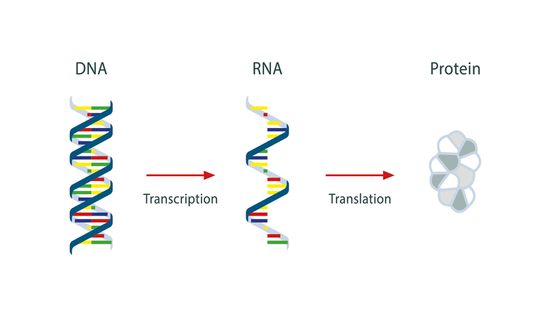 RNA से DNA संसार (RNA to DNA World) - RNA की dual role से specialized DNA-protein system तक का evolution
