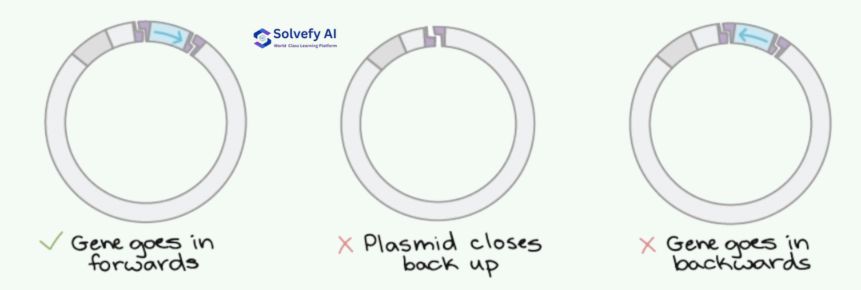 Plasmid being cut by restriction enzyme, showing circular structure, restriction site, and the linear plasmid with sticky ends that match the isolated gene