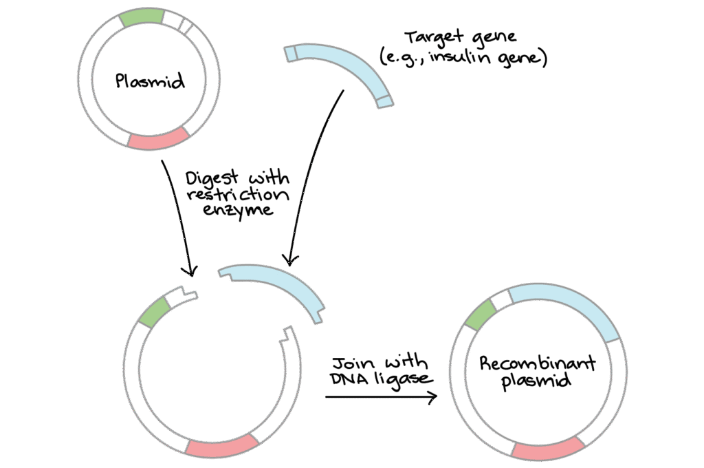 Process showing gene insertion into plasmid using ligase, with before and after images showing the recombinant plasmid formation