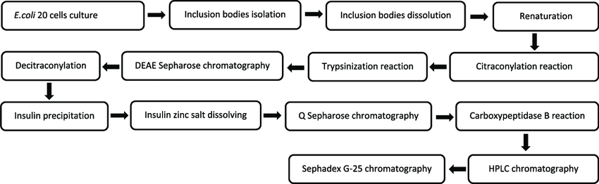 Flowchart showing the complete process of insulin production from human gene isolation through bacterial fermentation to final insulin product